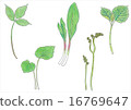 Wild vegetables (Tuff from the left · Wasabi in the leaves · Carriers garlic · Warabi · Aiko) 16769647