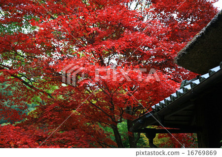 Autumn leaves of Kyoto 111 16769869