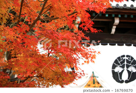 Autumn leaves of Kyoto 112 Autumn leaves of Kyoto 112 16769870