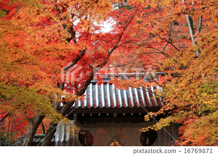 京都的秋葉113 京都的秋葉113 16769871