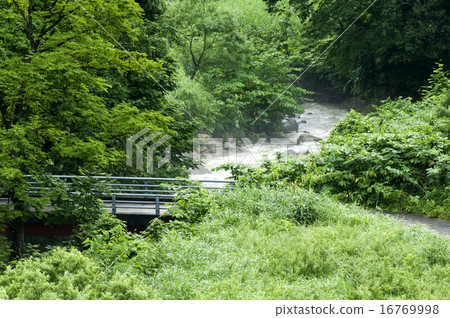 Shibuya River 16769998