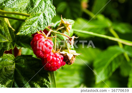 raspberry 16770639