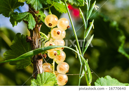 whitecurrant 16770640