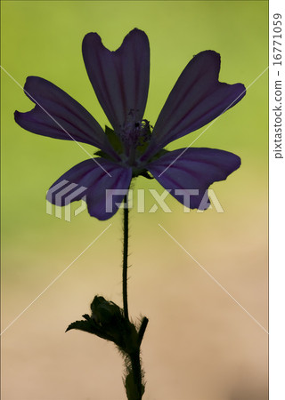 alcea moschata sylvestris l alcea moschata sylvestris l 16771059