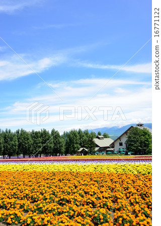Flower in Japan 16771122