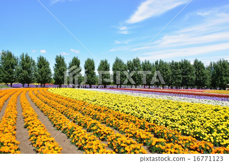Trees and flower garden 16771123