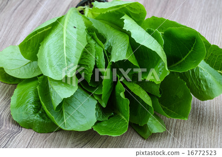Romano salad leaves Romano salad leaves 16772523