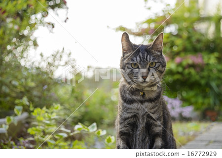 Cat catfish front 16772929