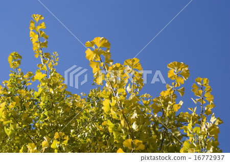 Ginkgo biloba which began to color Ginkgo biloba which began to color 16772937