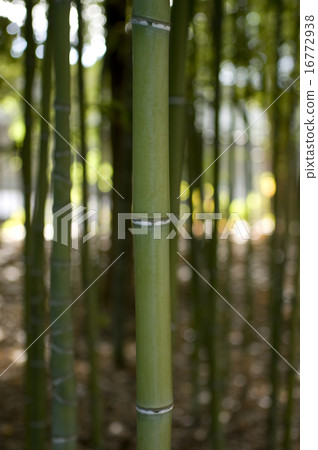  Bamboo grove 16772938