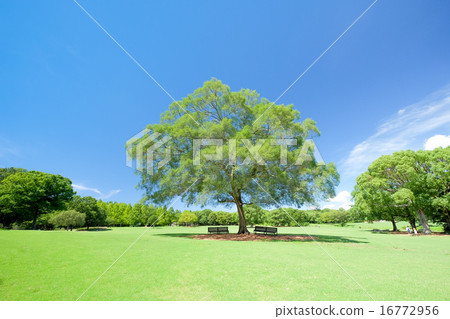 A big tree standing in the lawn park A big tree standing in the lawn park 16772956