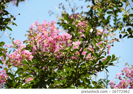 Crape myb (crape myrtle) 16772962