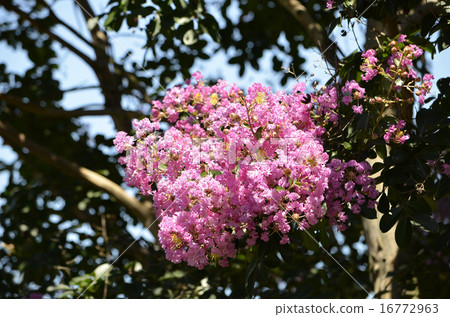 Crape myb (crape myrtle) 16772963