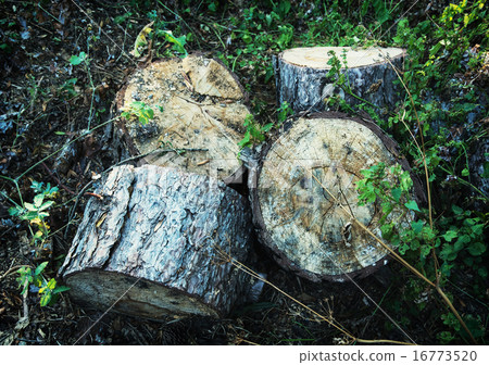 Chopped wood in forest 16773520