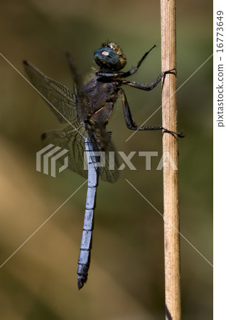 brachytron pratense in the bush brachytron pratense in the bush 16773649