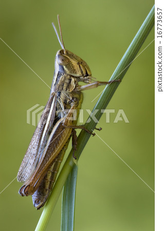 brown  chorthippus 16773657