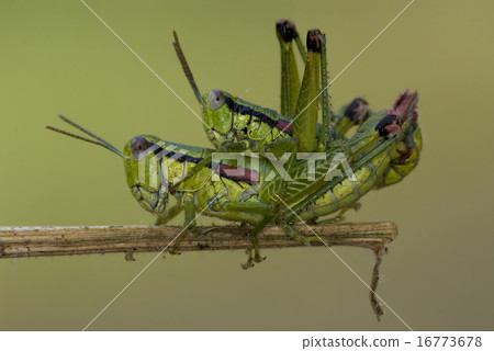 close up of two grasshopper Orthopterous 16773678