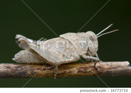 grasshopper Orthopterous 16773710