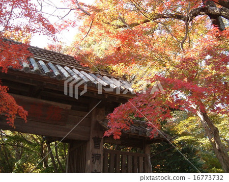 The gates of autumnal leaves 16773732