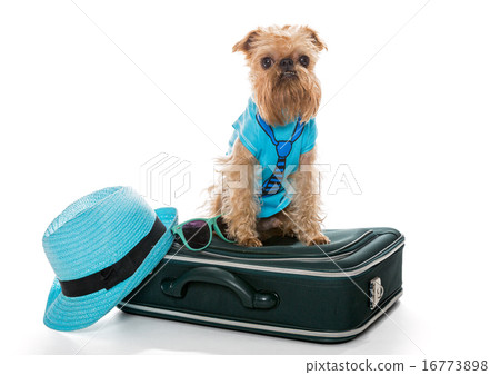 Dog breed Brussels Griffon and a travel suitcase Dog breed Brussels Griffon and a travel suitcase 16773898