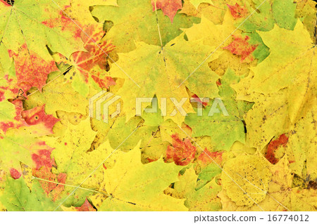 Autumn maple leaves 16774012
