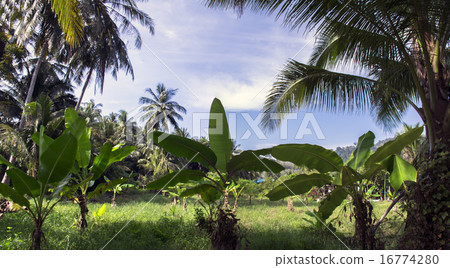 Tropical Landscape. 16774280