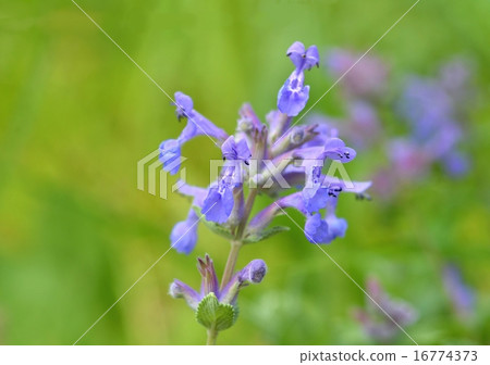 Cat mint 16774373