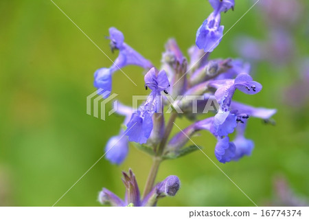 Cat mint 16774374