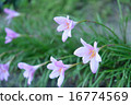 花 16774569