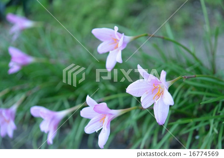 花 16774569