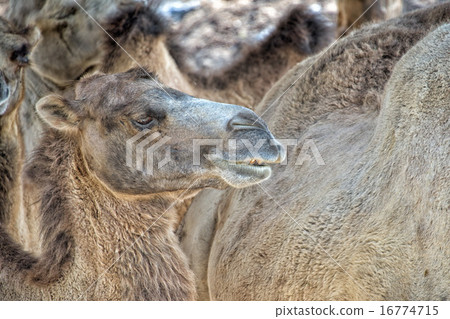 brown camel close up portrait 16774715
