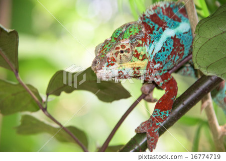 madagascar chamaleon on a tree background madagascar chamaleon on a tree background 16774719