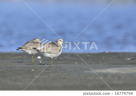 Koobasigi young bird Koobasigi young bird 16774794