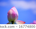 蓮花 16774800