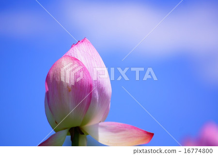 蓮花 蓮花 16774800