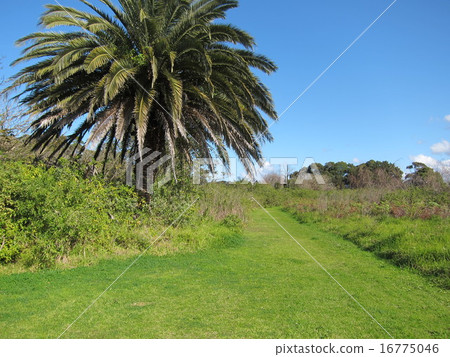 綠色人行道 16775046