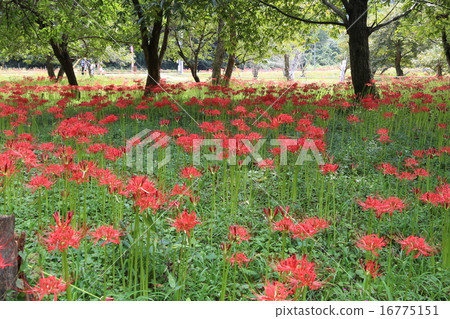 Cluster amaryllis 16775151