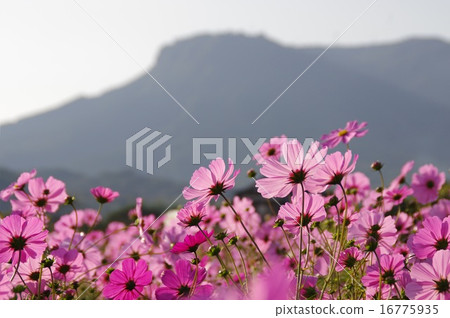 Sanko Cosmos Garden 16775935