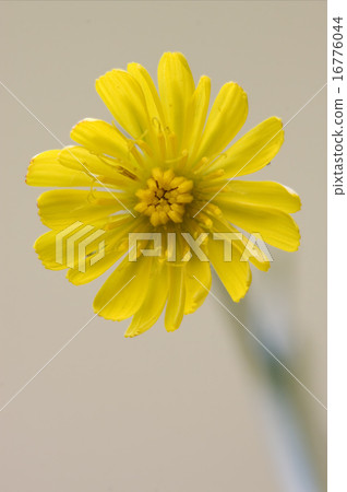 hypochoeris radicata hypochoeris radicata 16776044