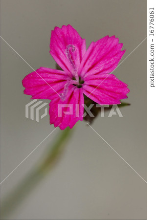 macro close of a violet pink geranium dissectum macro close of a violet pink geranium dissectum 16776061
