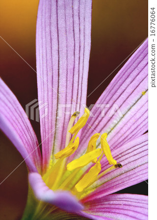 malva alcea moschata malva alcea moschata 16776064