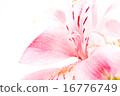 Alstroemeria 16776749
