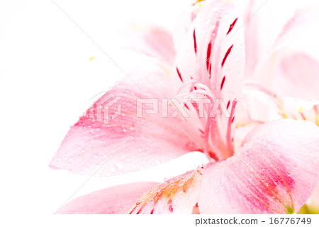 Alstroemeria Alstroemeria 16776749