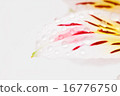 Alstroemeria 16776750