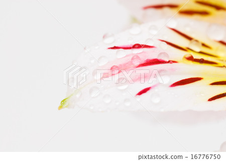 Alstroemeria Alstroemeria 16776750