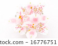 Alstroemeria 16776751