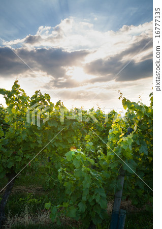 Grape vine and sunbeams behind clouds Grape vine and sunbeams behind clouds 16777135