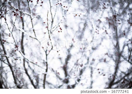 Hawthorn covered with hoarfrost 16777241