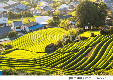 Shizuoka prefecture · Tea field village 16777692