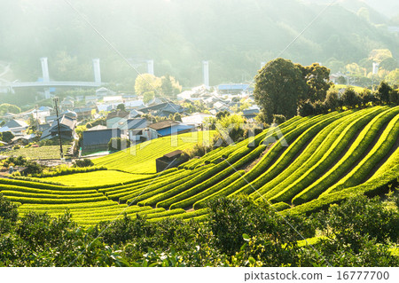 靜岡縣·茶田村 16777700
